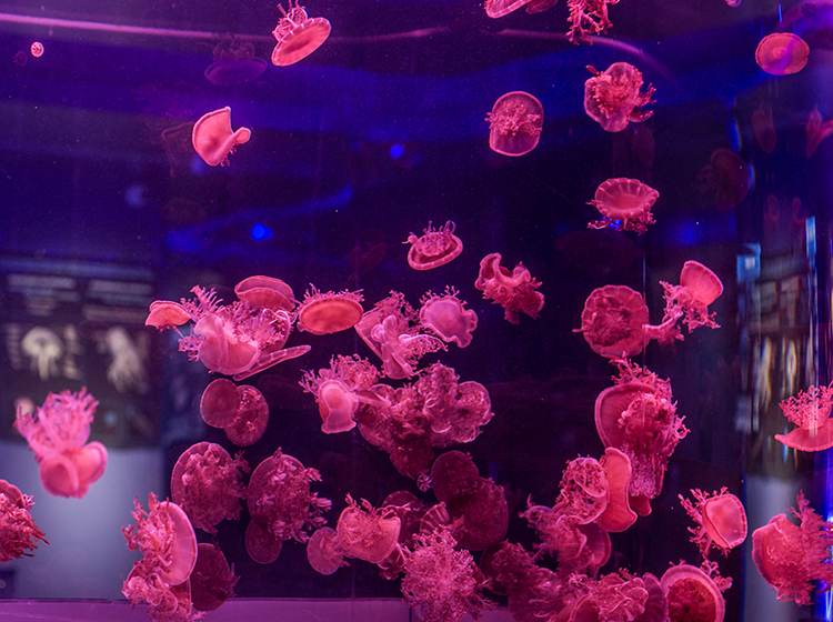 Jellyfish at the SEA Life Sydney Aquarium