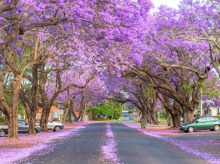 Jacaranda lined street
