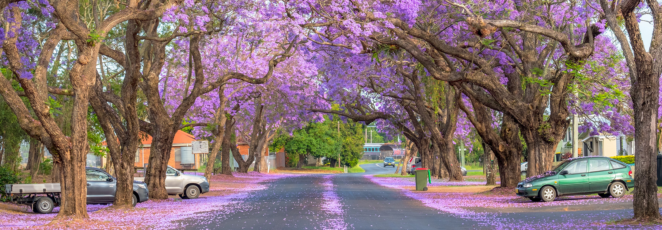 Jacaranda lined street