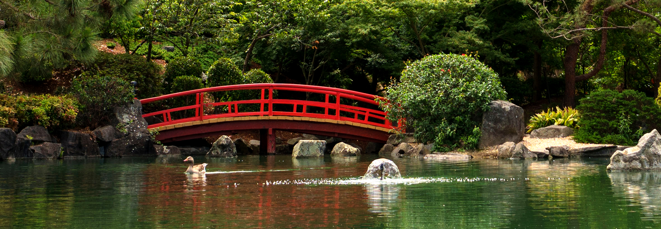 Japanese Garden in Auburn, Australia