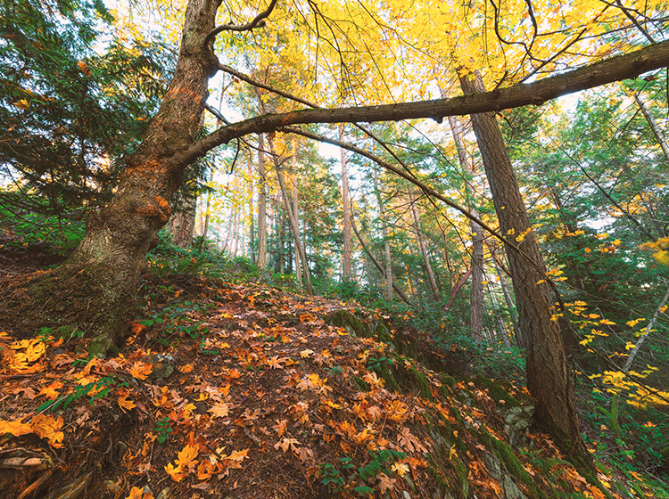 Spectacular Fall Foliage at Bowen Island
