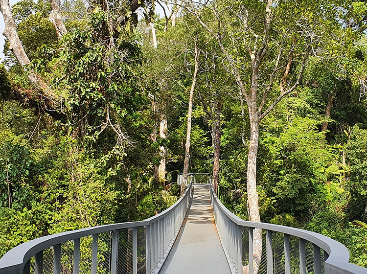 jungle walk in Penang National Park