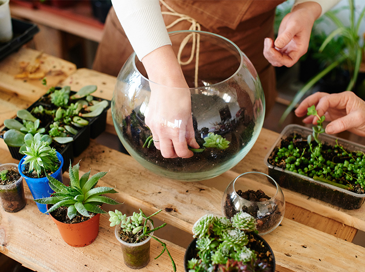 creating a terrarium