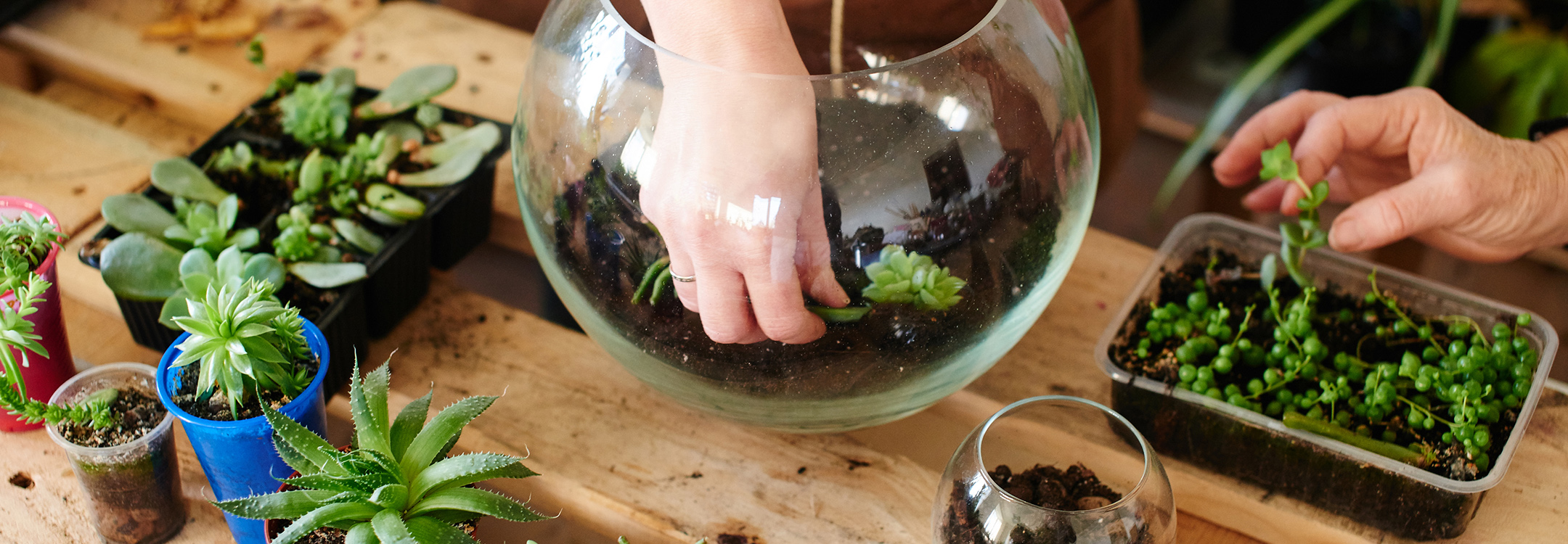 creating a terrarium