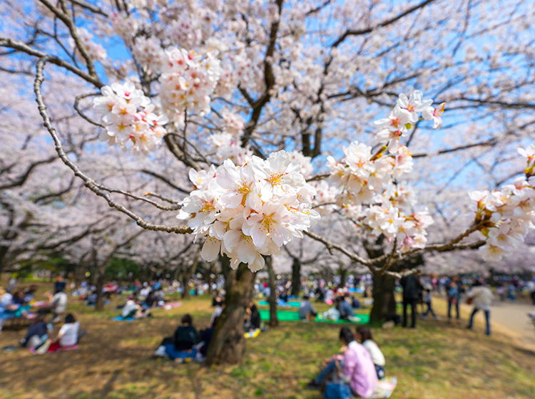 Yoyogi park Tokyo japan