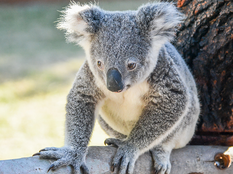 koala bear australia