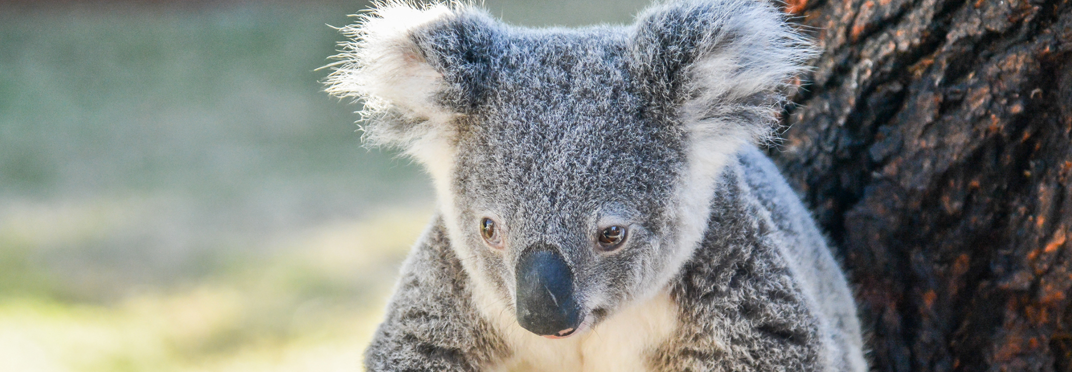 koala bear australia