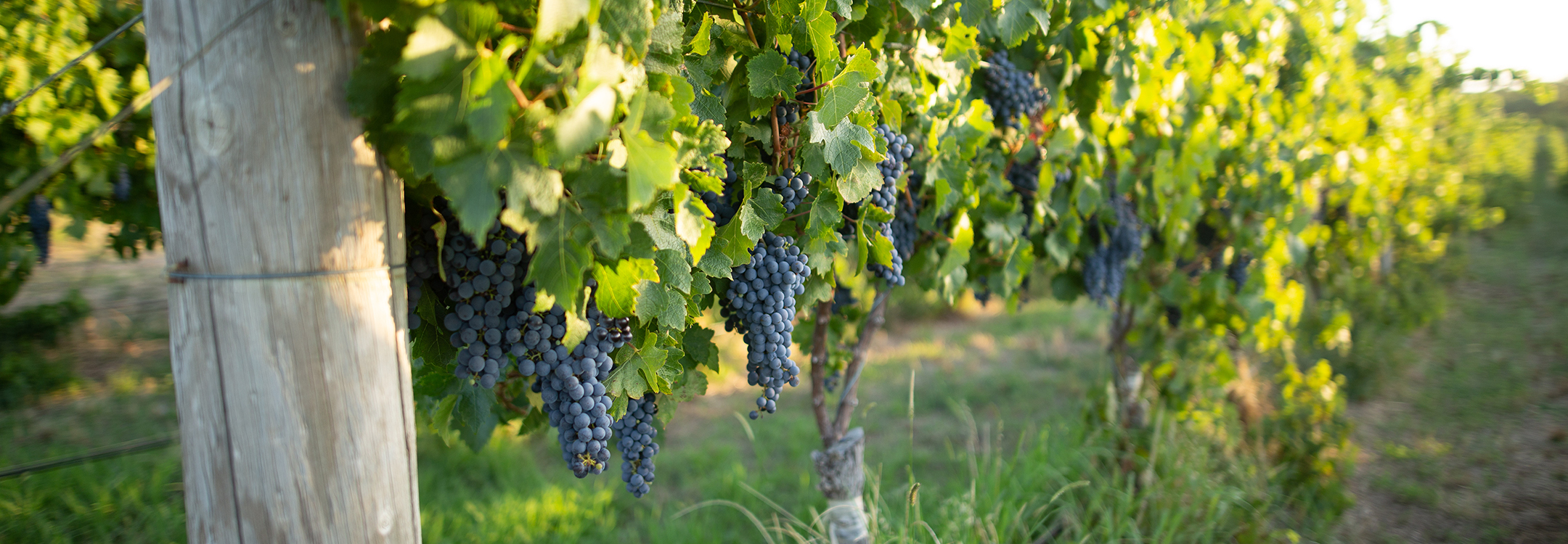  Vineyard near Margaret River, Western Australia