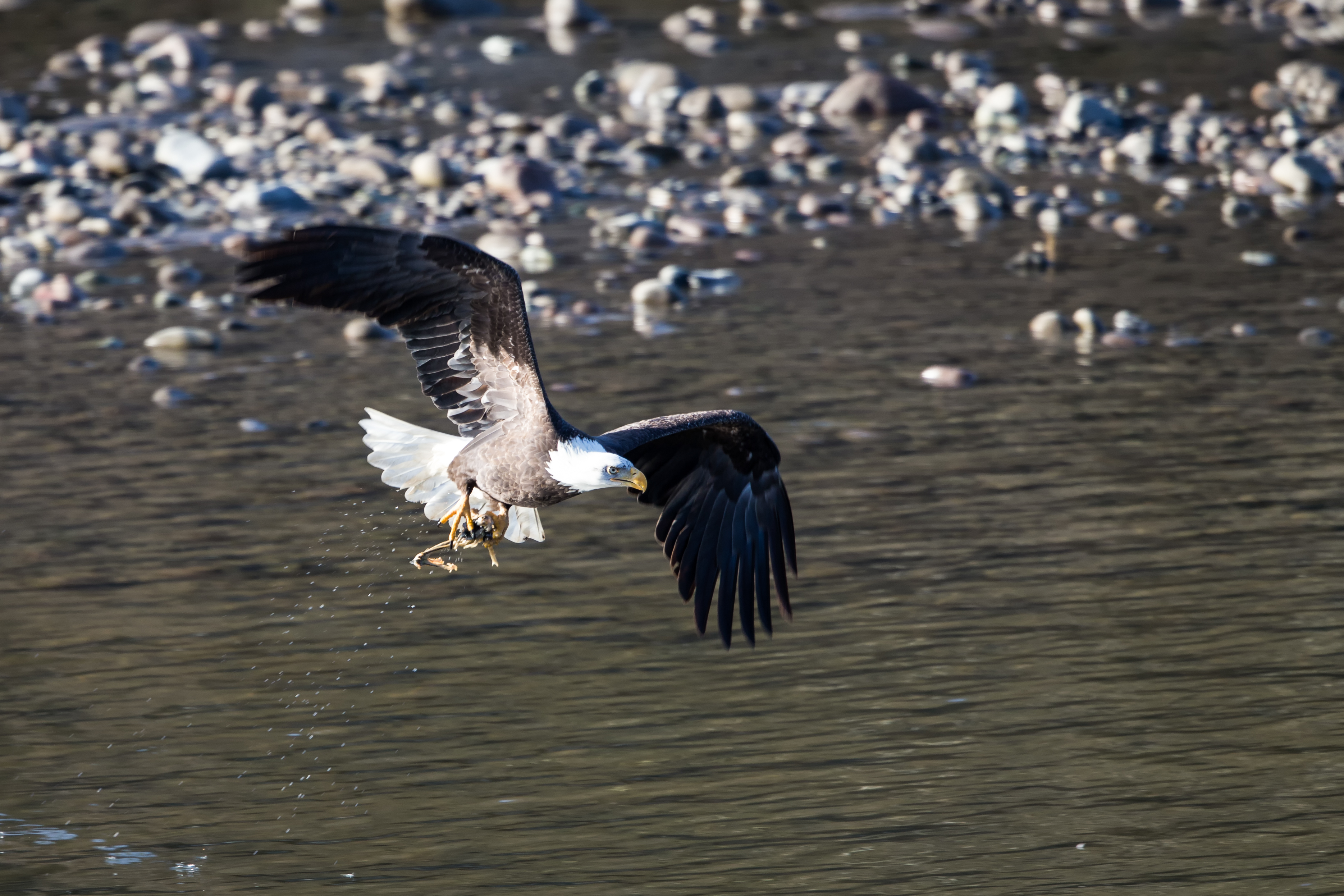 soaring bald eagle near squamish, british columbia, canada