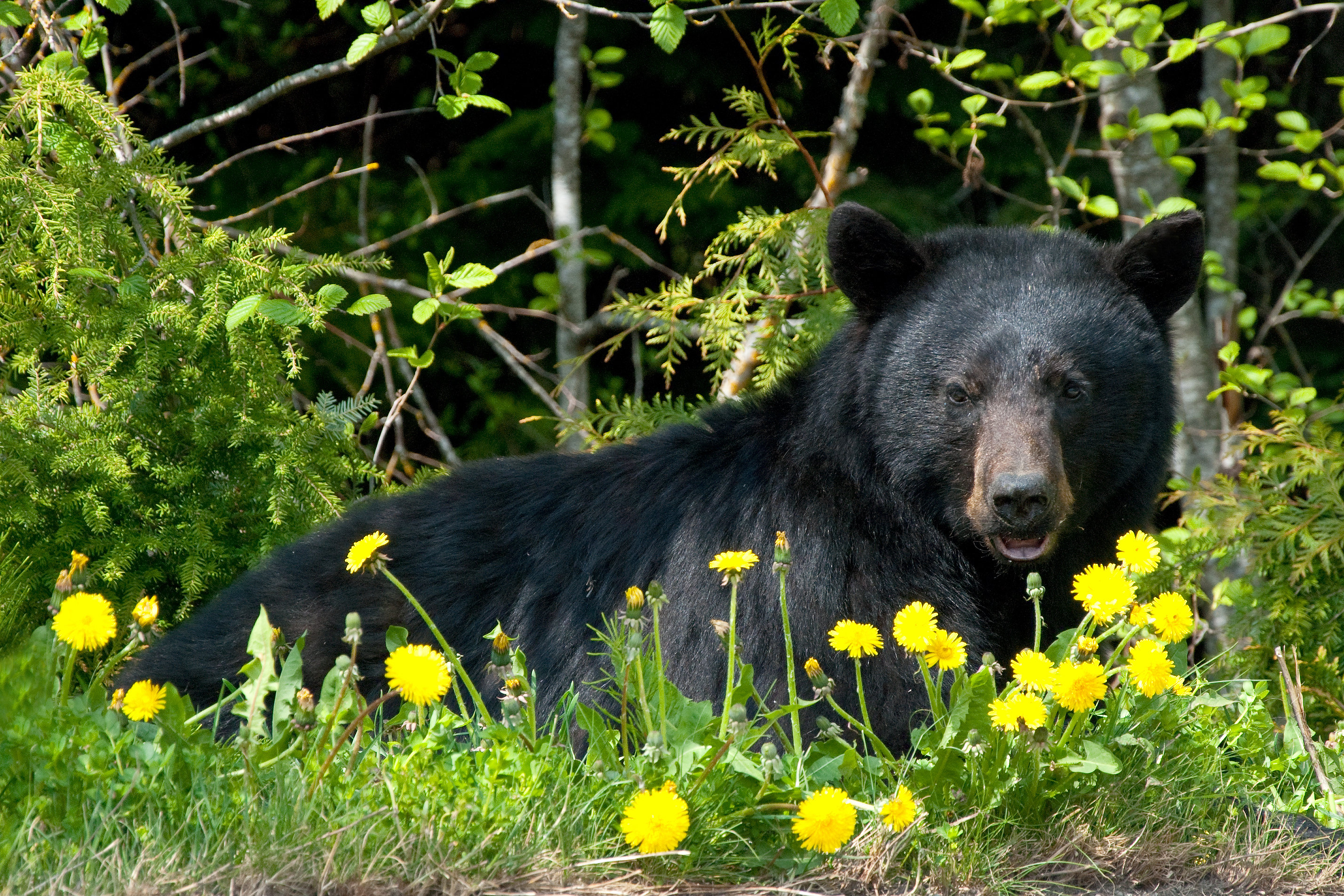 black bear in wilderness 
