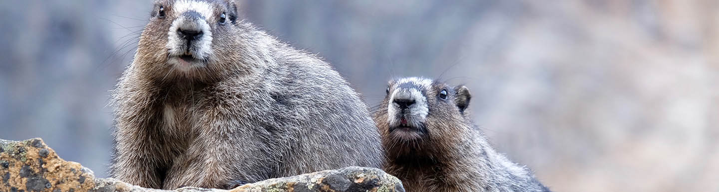 hoary marmots in whistler
