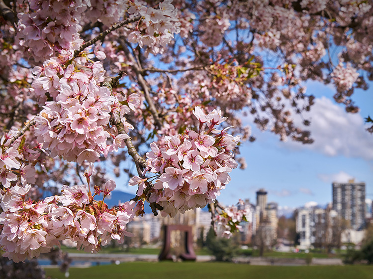 vancouver cherry blossoms