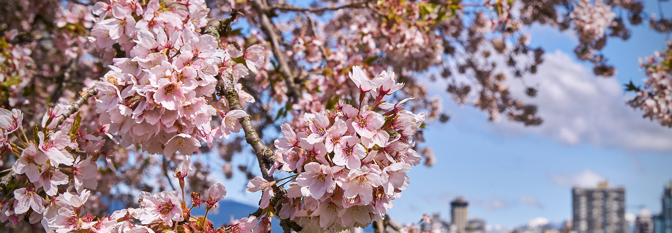 vancouver cherry blossoms