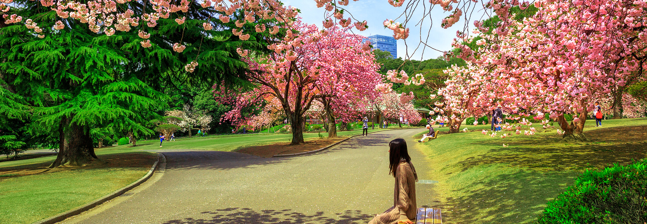 shinjuku gyoen cherry blossoms tokyo