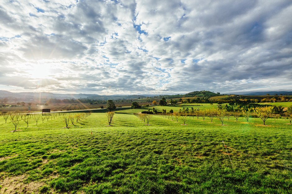 vineyard at yarra valley melbourne