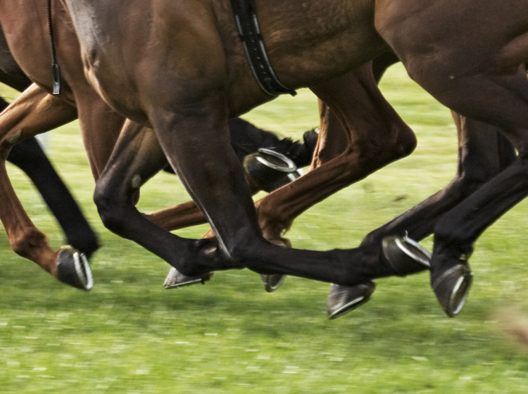 retired racehorses at living legends melbourne