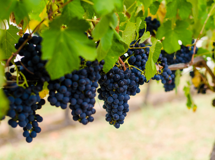 vineyard melbourne