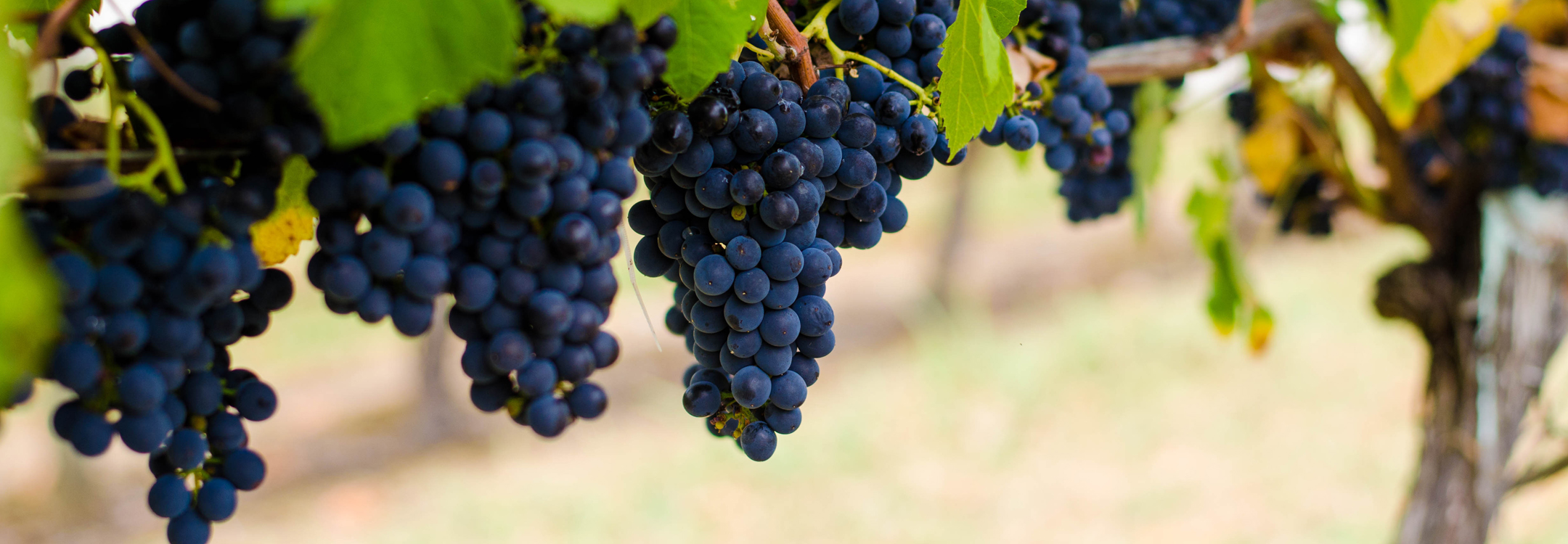 vineyard melbourne