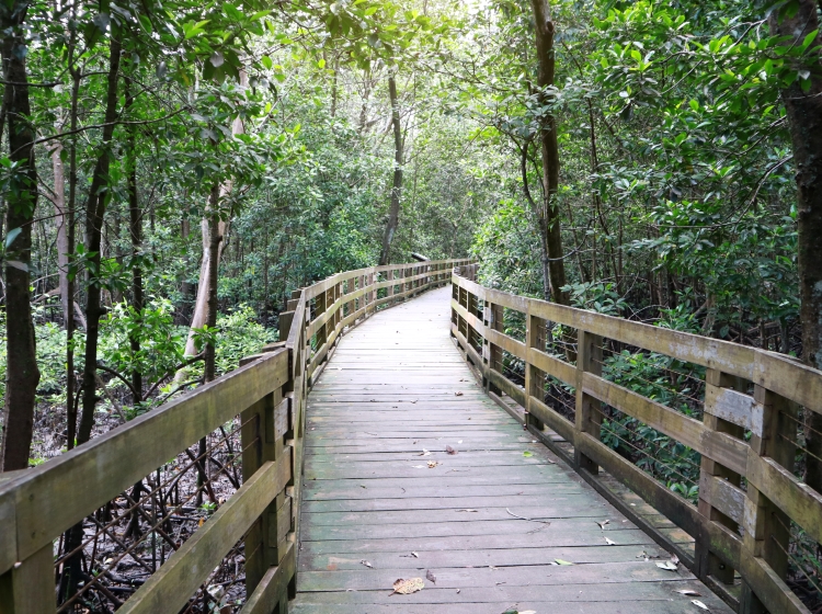 mangrove boardwalk pasir ris park singapore