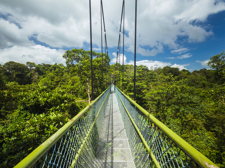 macritchie treetop walk singapore