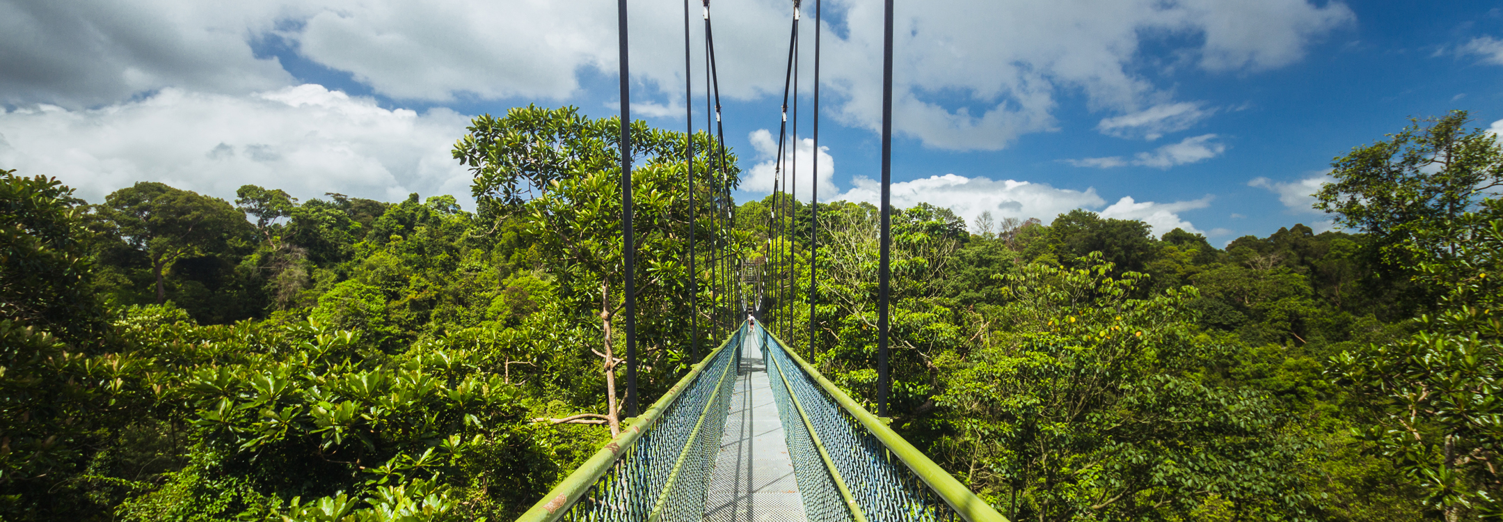 macritchie treetop walk singapore