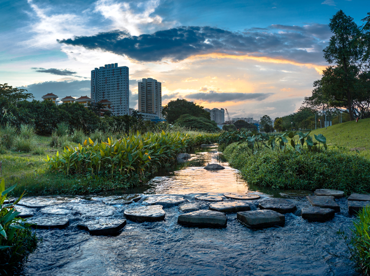 morning greenery at bishan park in singapore	