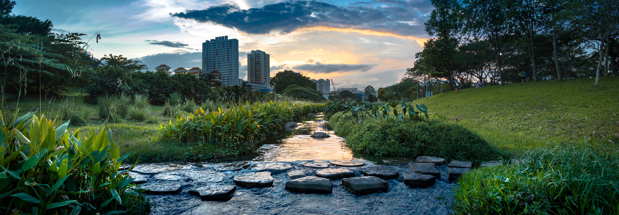 morning greenery at bishan park in singapore	