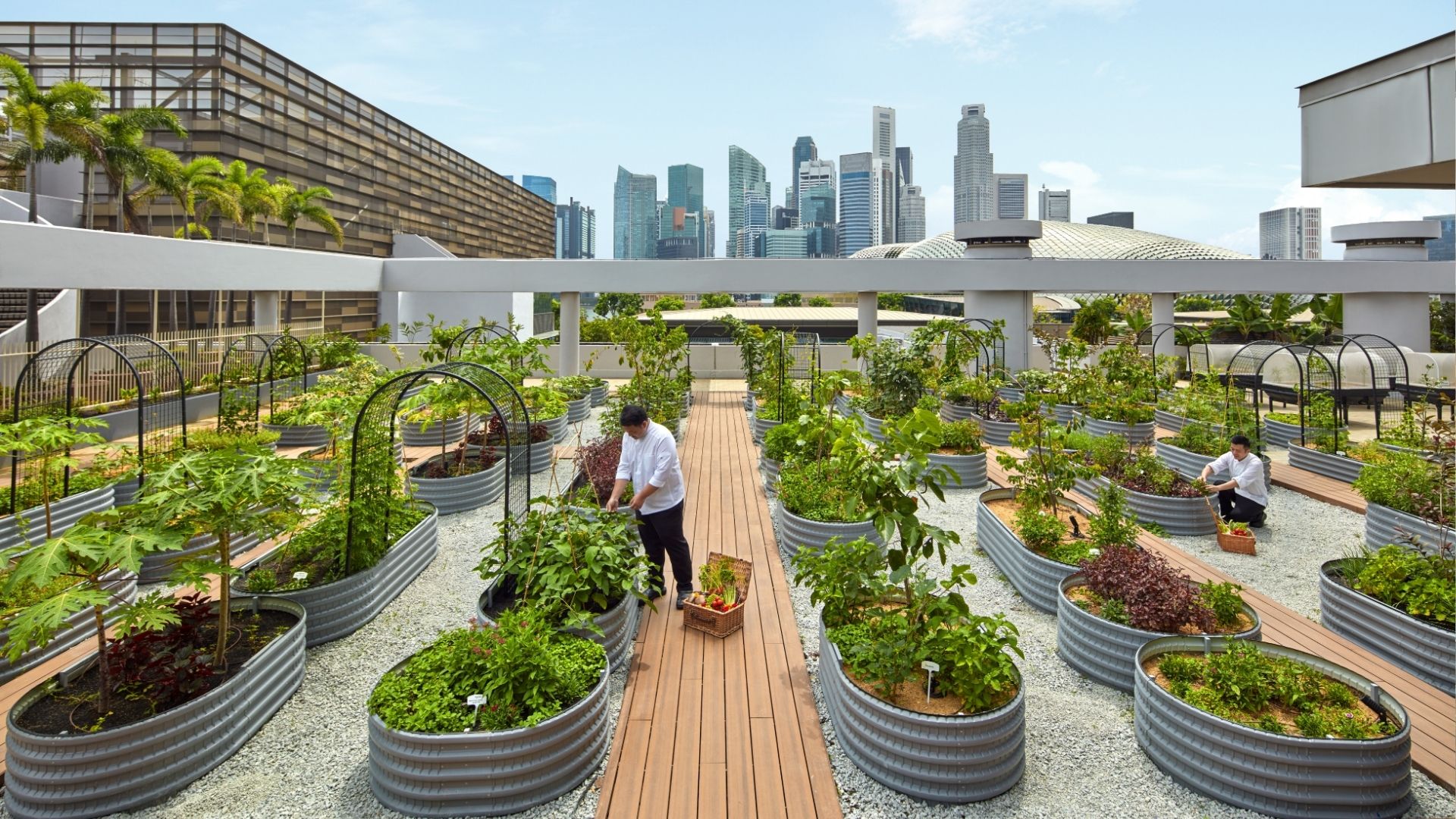 parkroyal collection marina bay urban farm