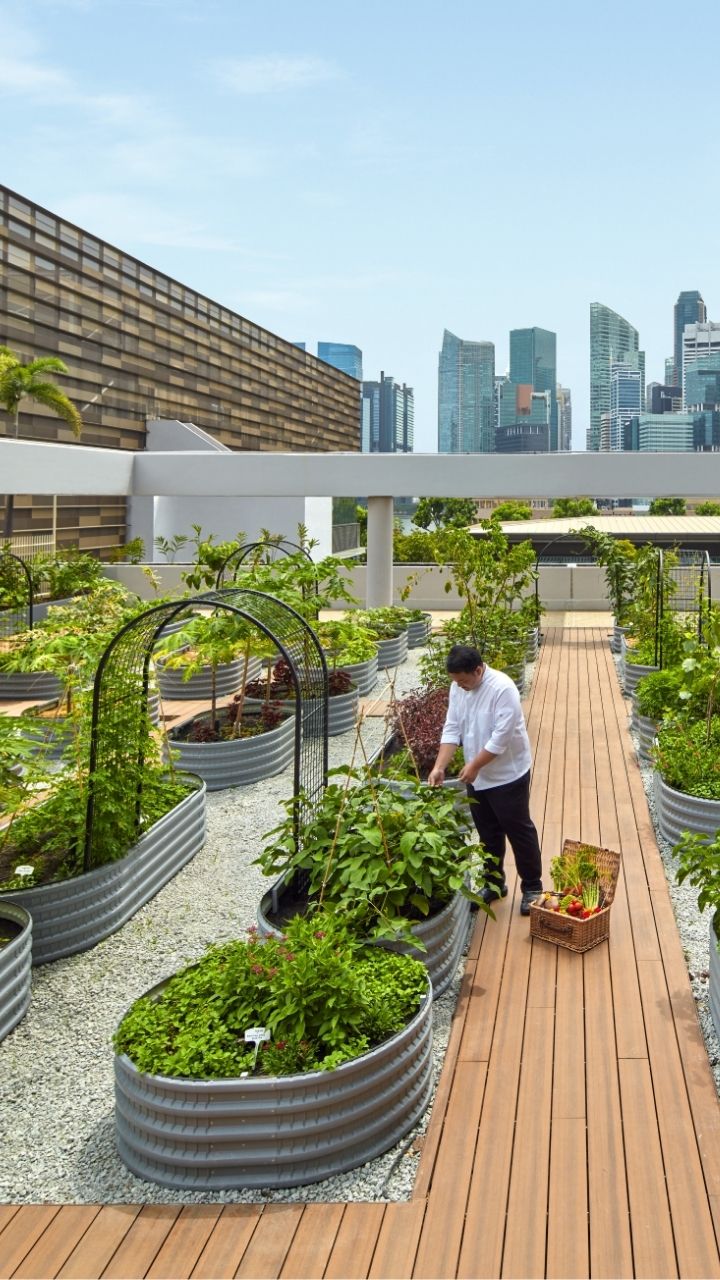 parkroyal collection marina bay urban farm