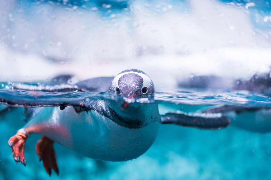 aquarium in sydney