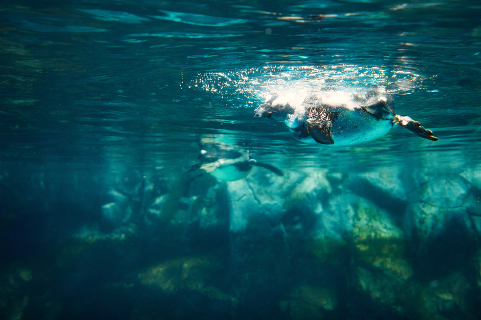 sydney aquarium penguins swimming