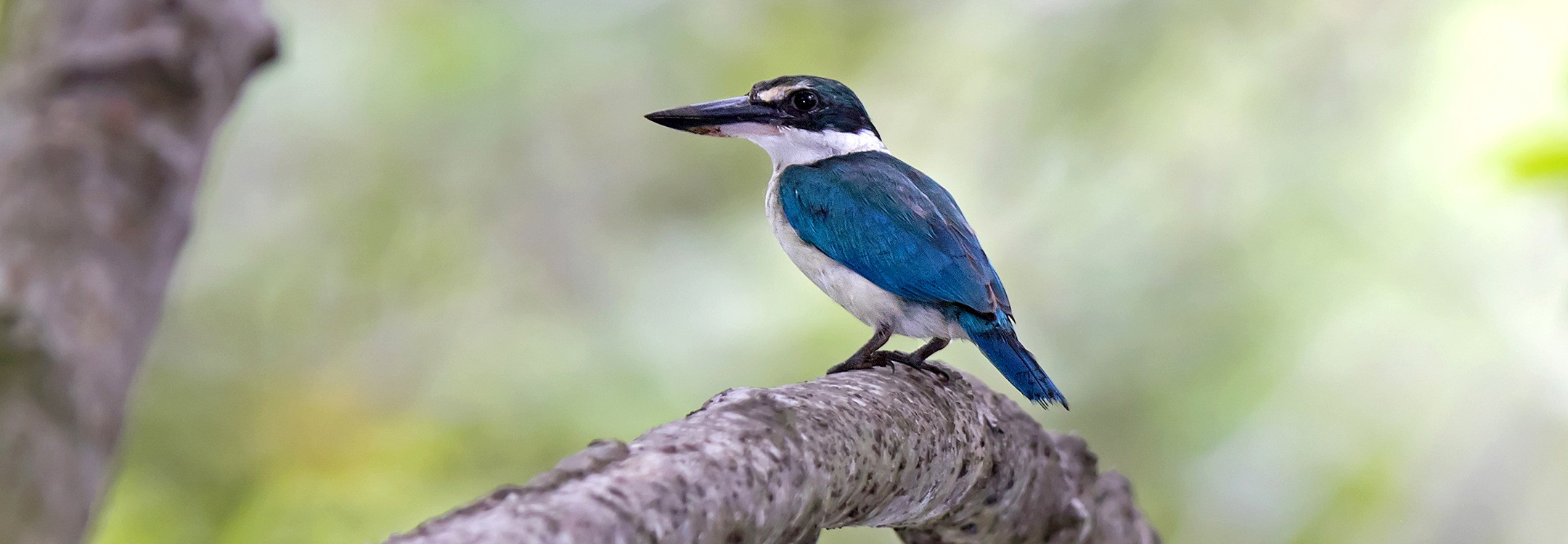 Collared Kingfisher Sungei Buloh Wetland Reserve Singapore