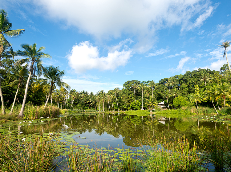 pond at Pulau Ubin