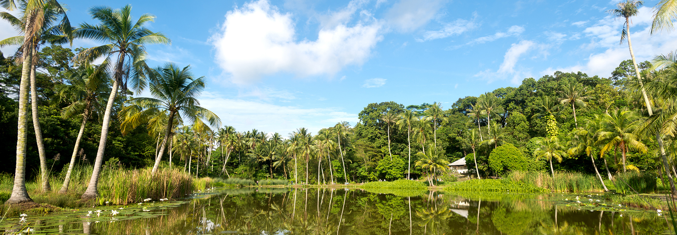 pond at Pulau Ubin
