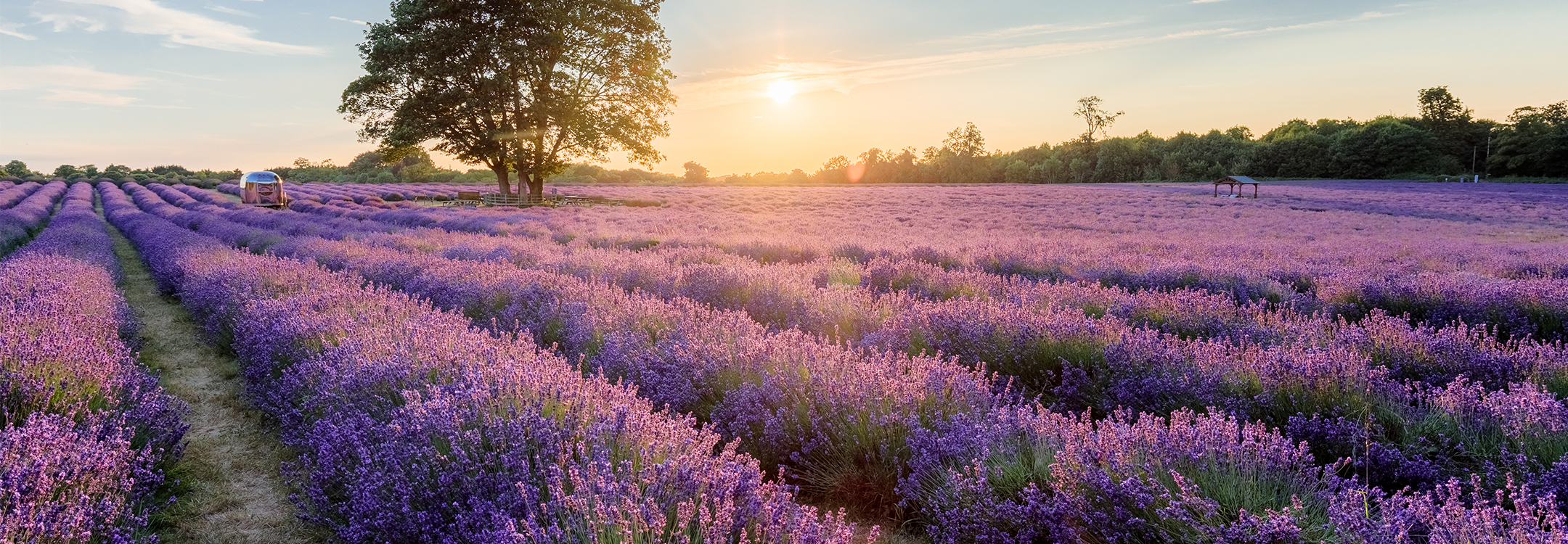 mayfield lavender farm