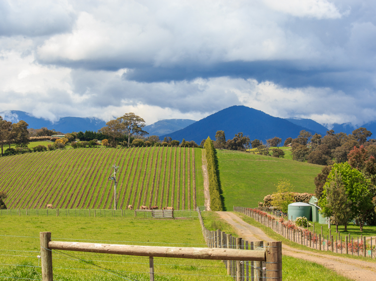 exploring and wine-tasting at the yarra valley