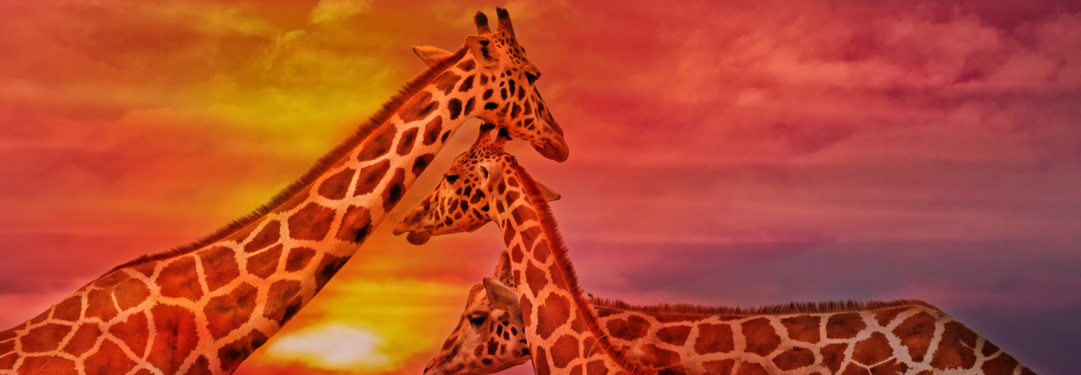 giraffes in the evening