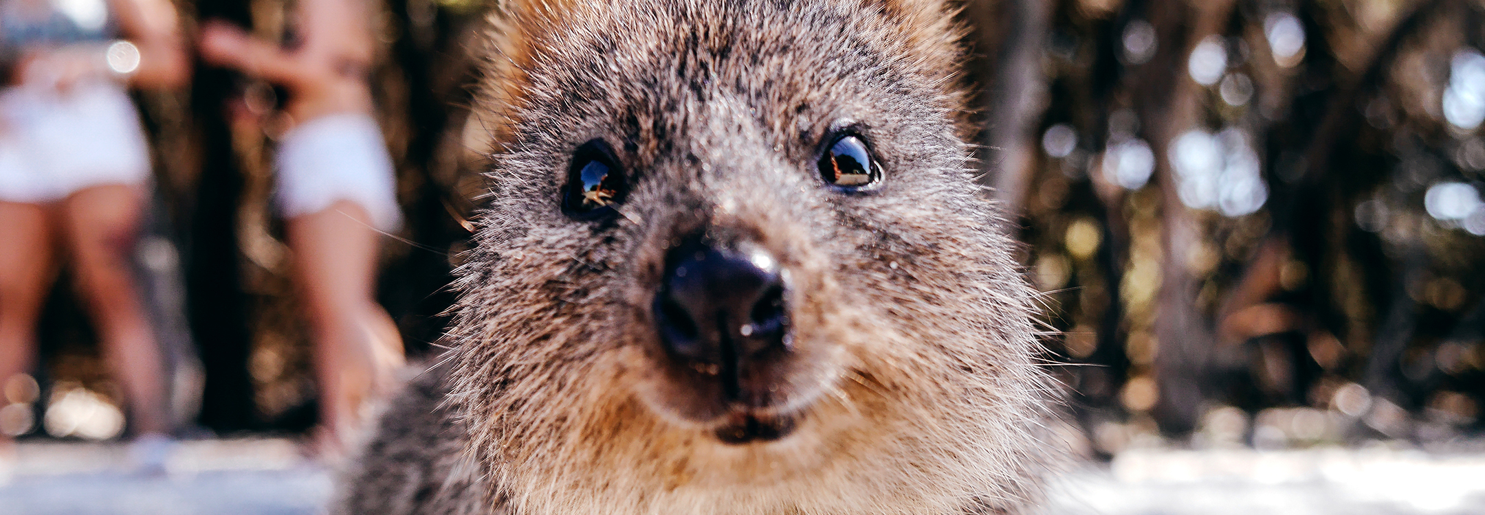 Cute Quokka Selfie from Rottnest Island