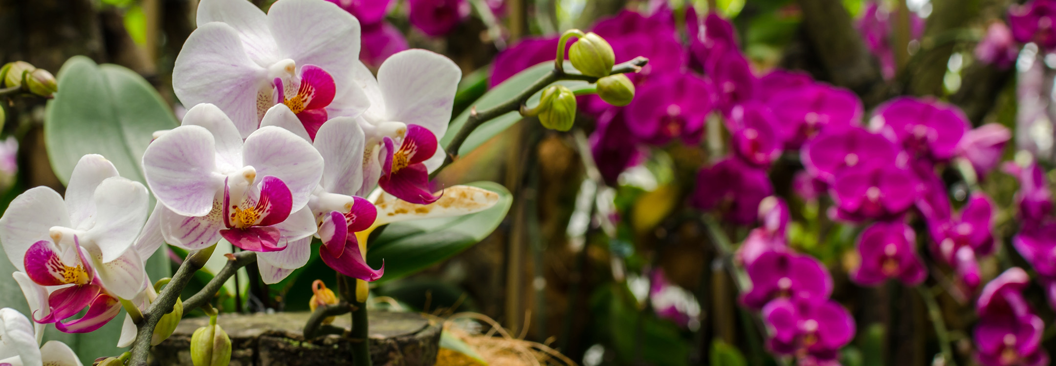 national orchid garden singapore