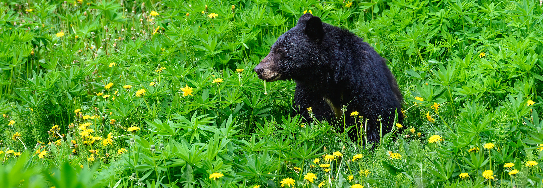 Black Bear Viewing Adventure in Whistler