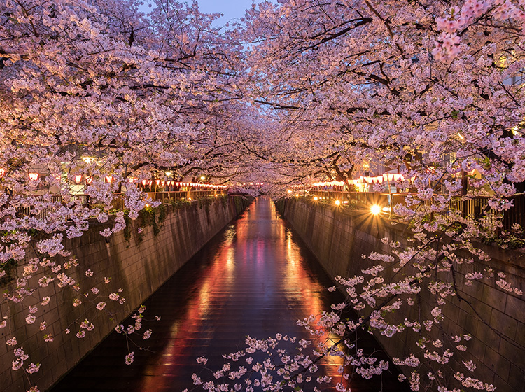 meguro river cherry blossoms sakura