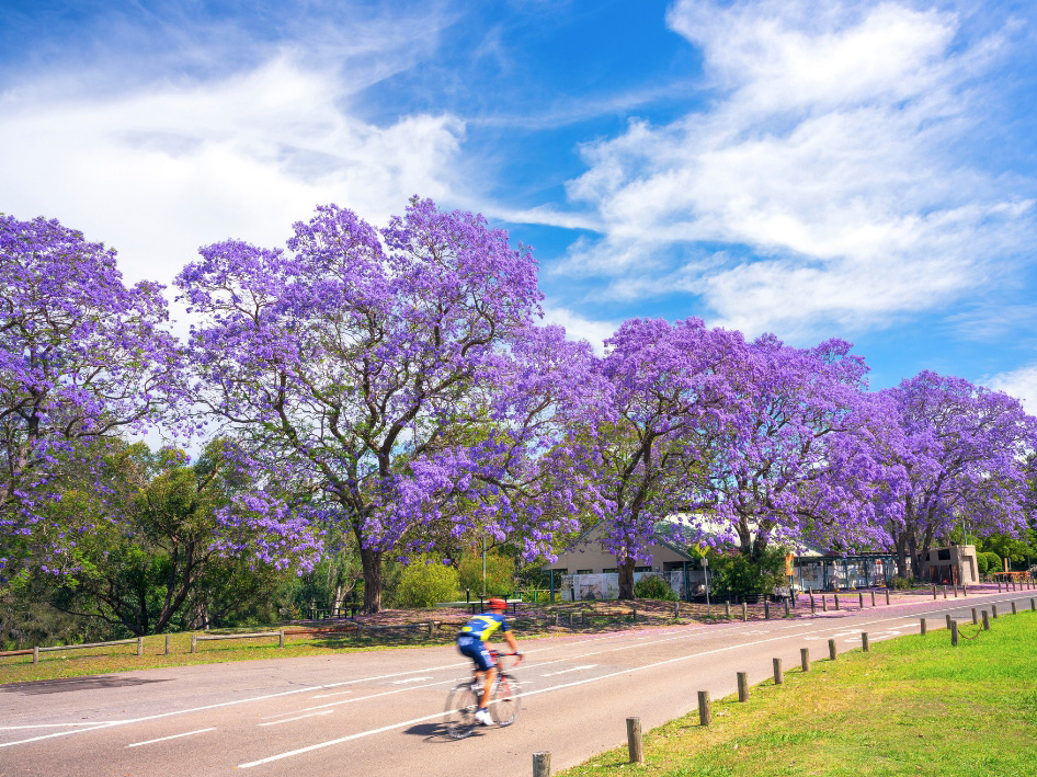 alt-text