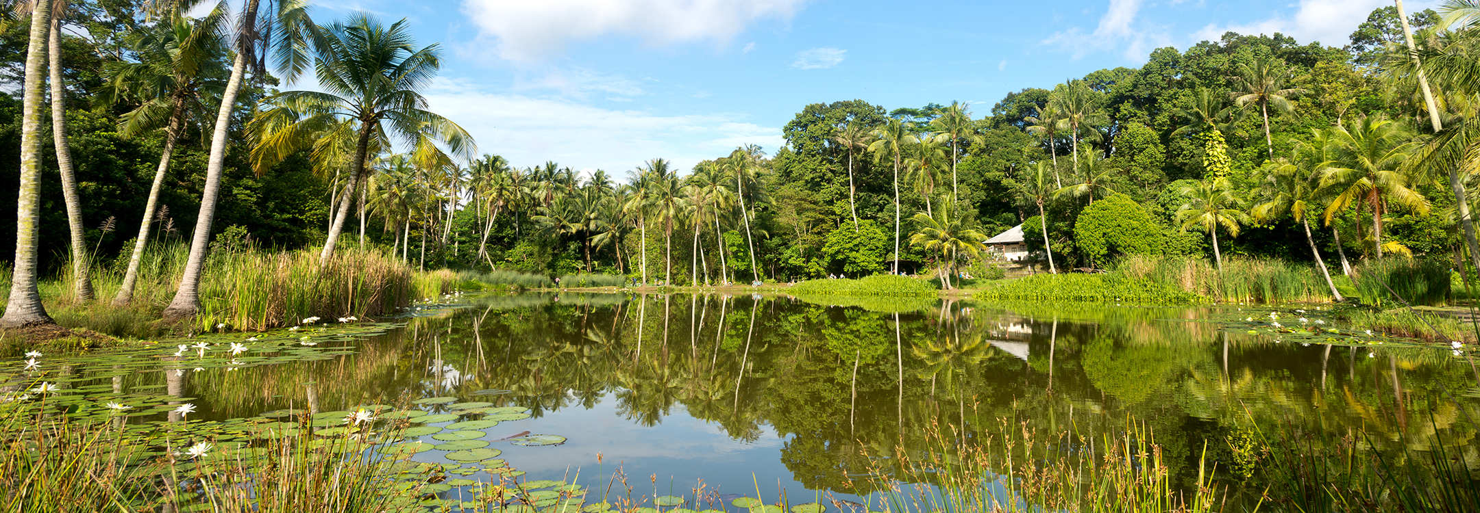 Pulau Ubin Pond Singapore