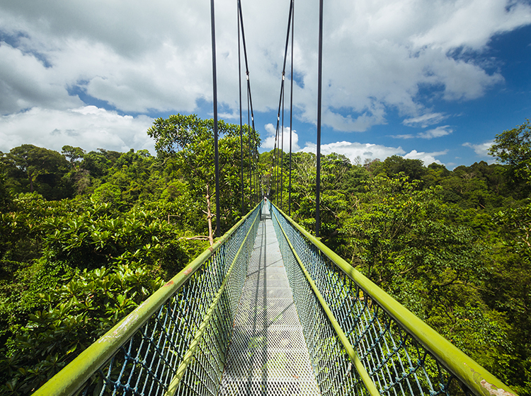  Tree top Walk at MacRitchie Reservoir