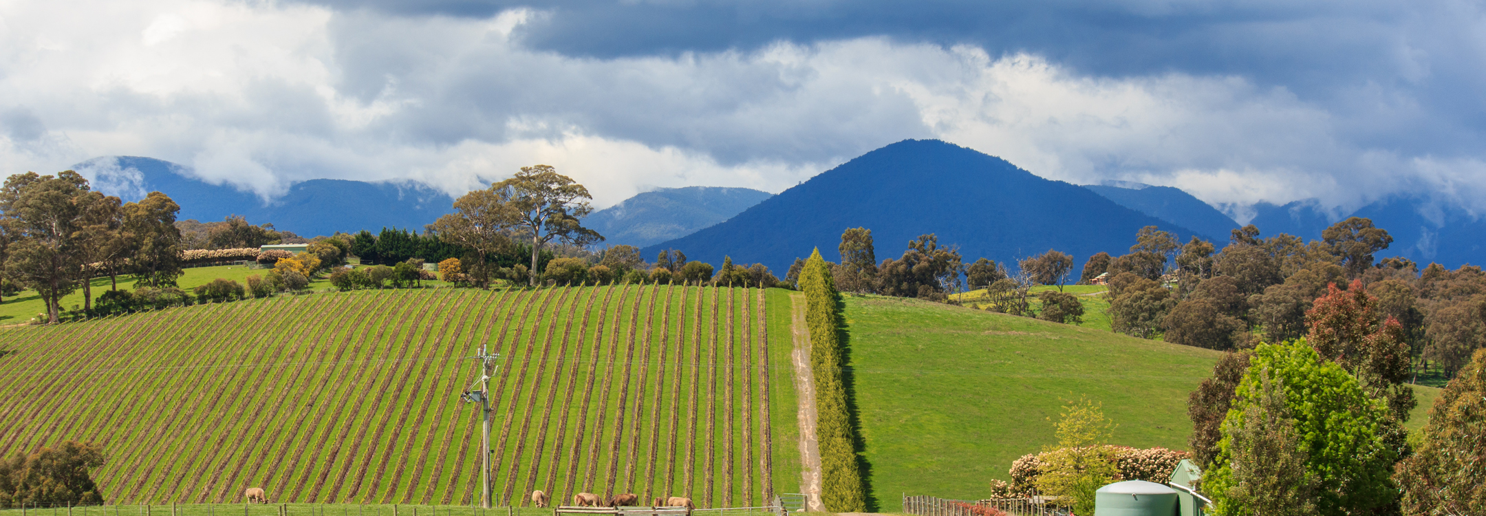 exploring and wine-tasting at the yarra valley