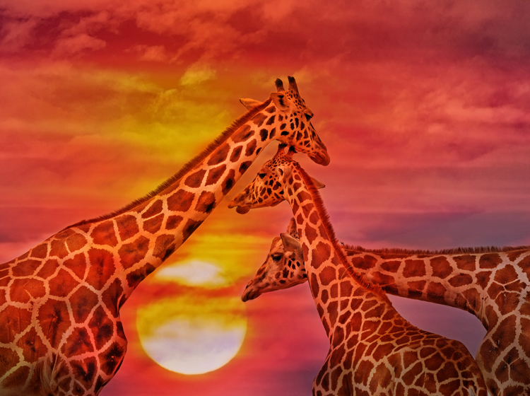 giraffes in the evening