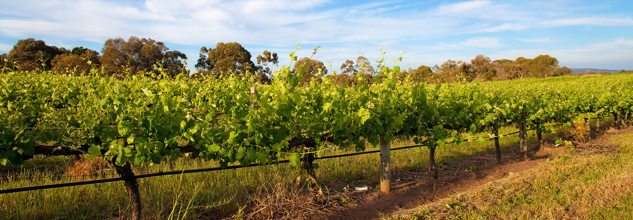  Vineyards in Swan Valley