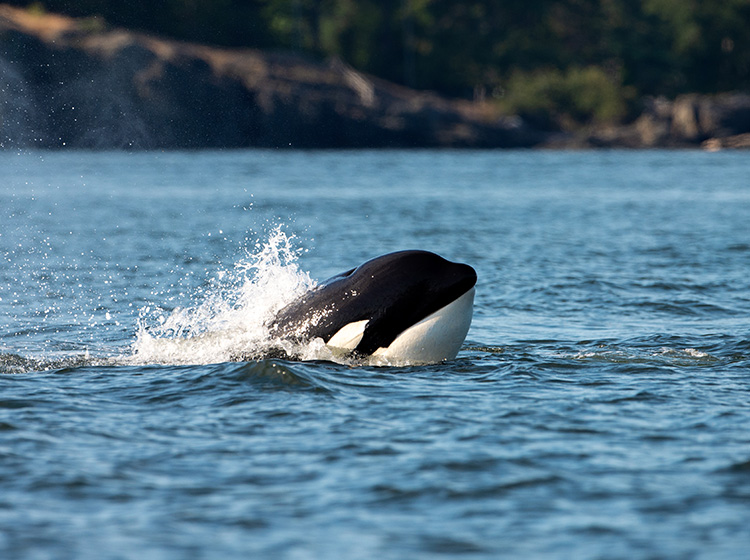 orca killer whale vancouver