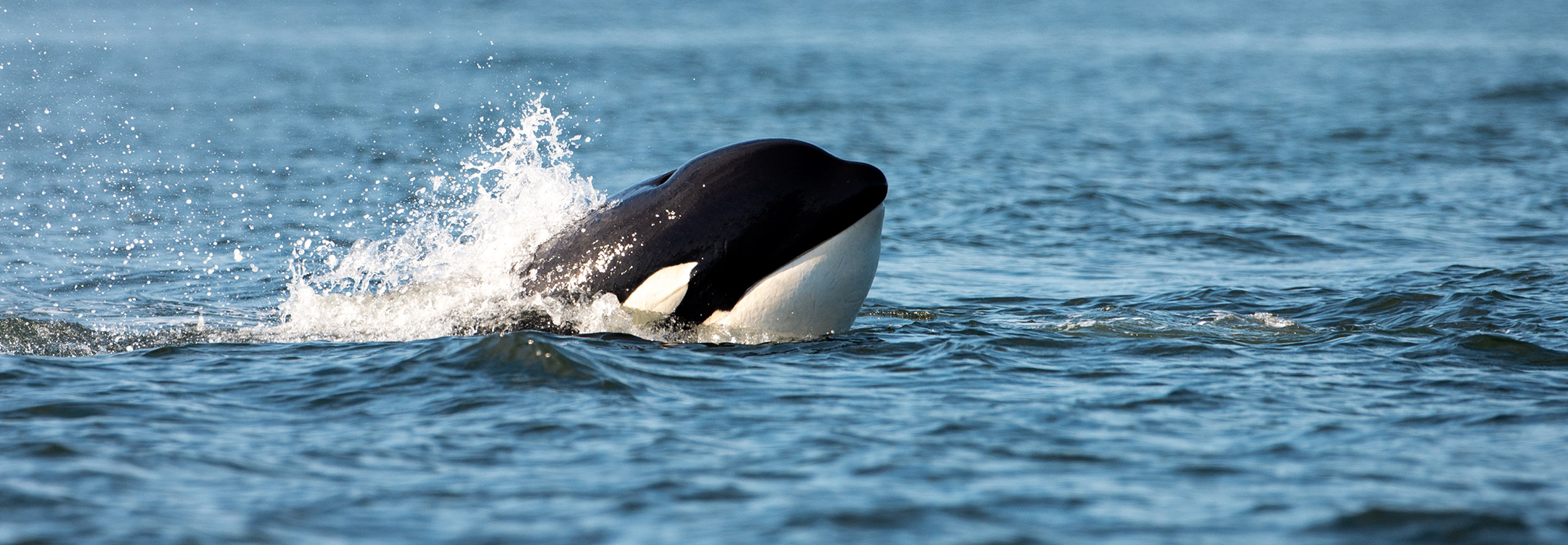orca killer whale vancouver