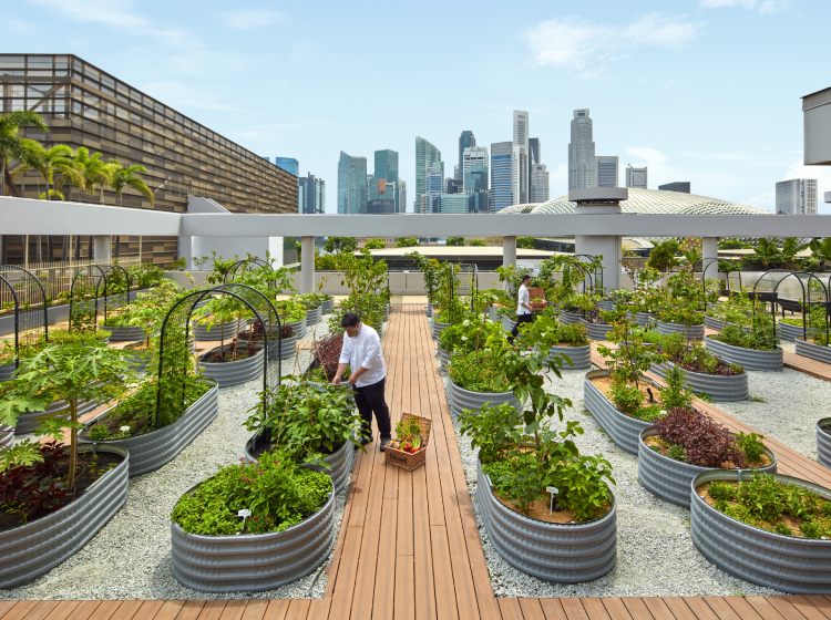 parkroyal collection marina bay urban farm